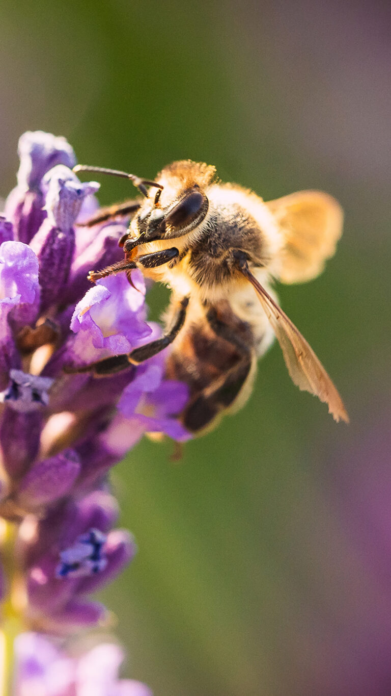 pszczoła lecąca do kwiatka