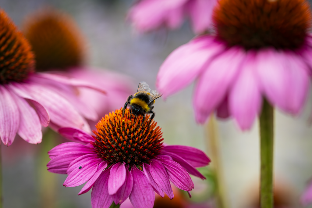 insect, bee, entomology-8571466.jpg